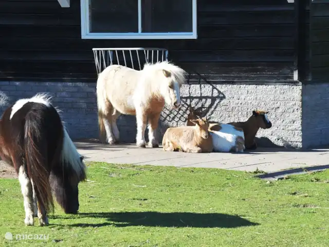 bungaló en Países Bajos, Holanda del Norte, Julianadorp aan Zee – Albatros 327 Julianadorp aan Zee. Los dulces animales en el zoológico de mascotas del parque.