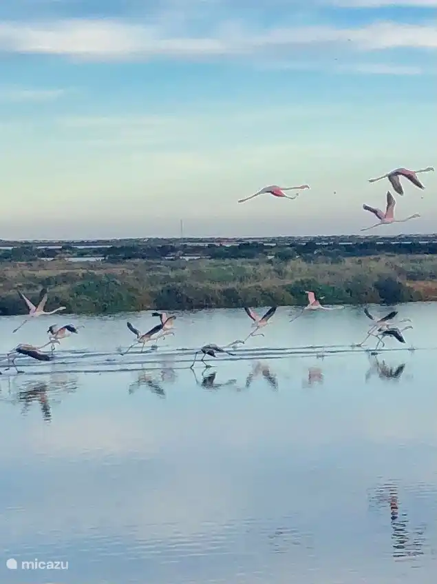 flamencos, a la vuelta de la esquina en la reserva natural de Ria Formosa