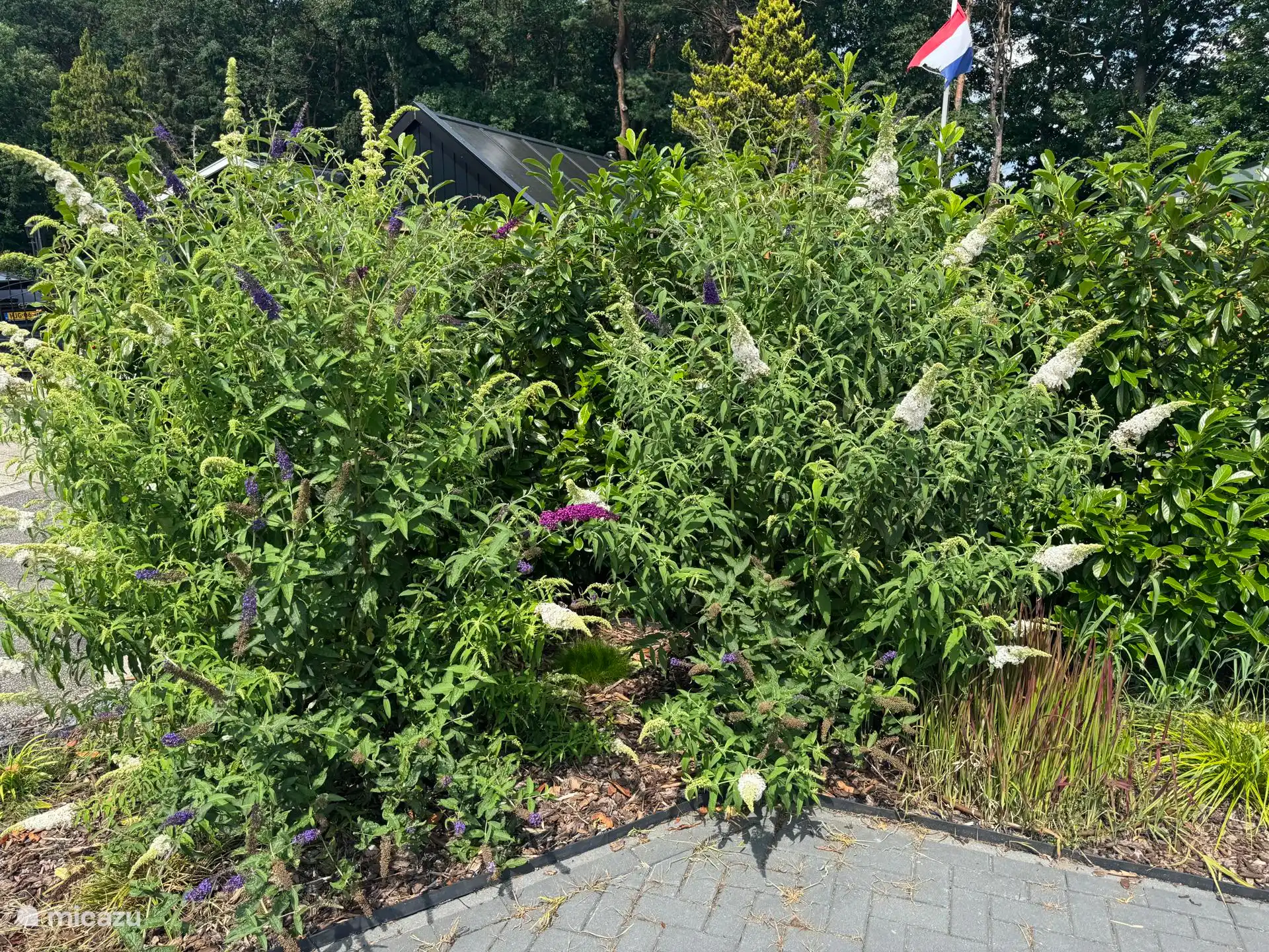 Ahora están apareciendo muchas flores en el arbusto de mariposas. Todos los días está lleno de mariposas, abejas y abejorros.