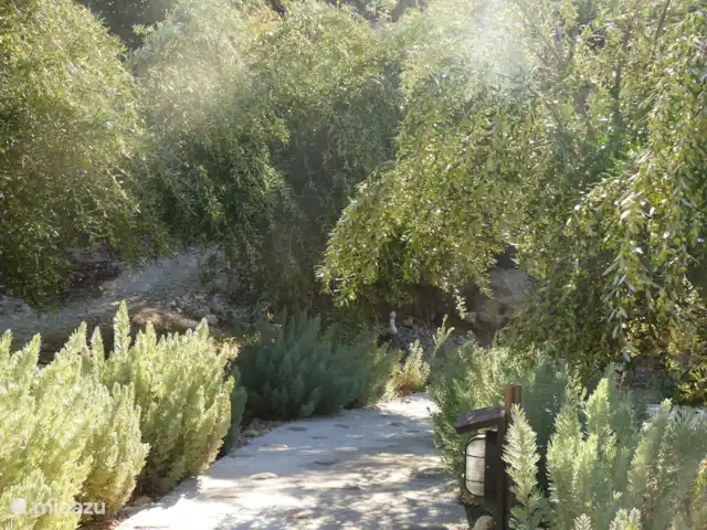 Location de Vacances Grèce, Crète, Koutsouras, gîte / cottage - Kalyvitis Cottage dans l’oliveraie Sur Kalyvitis vous êtes au milieu des oliviers que nous récoltons chaque hiver pour notre huile d'olive.