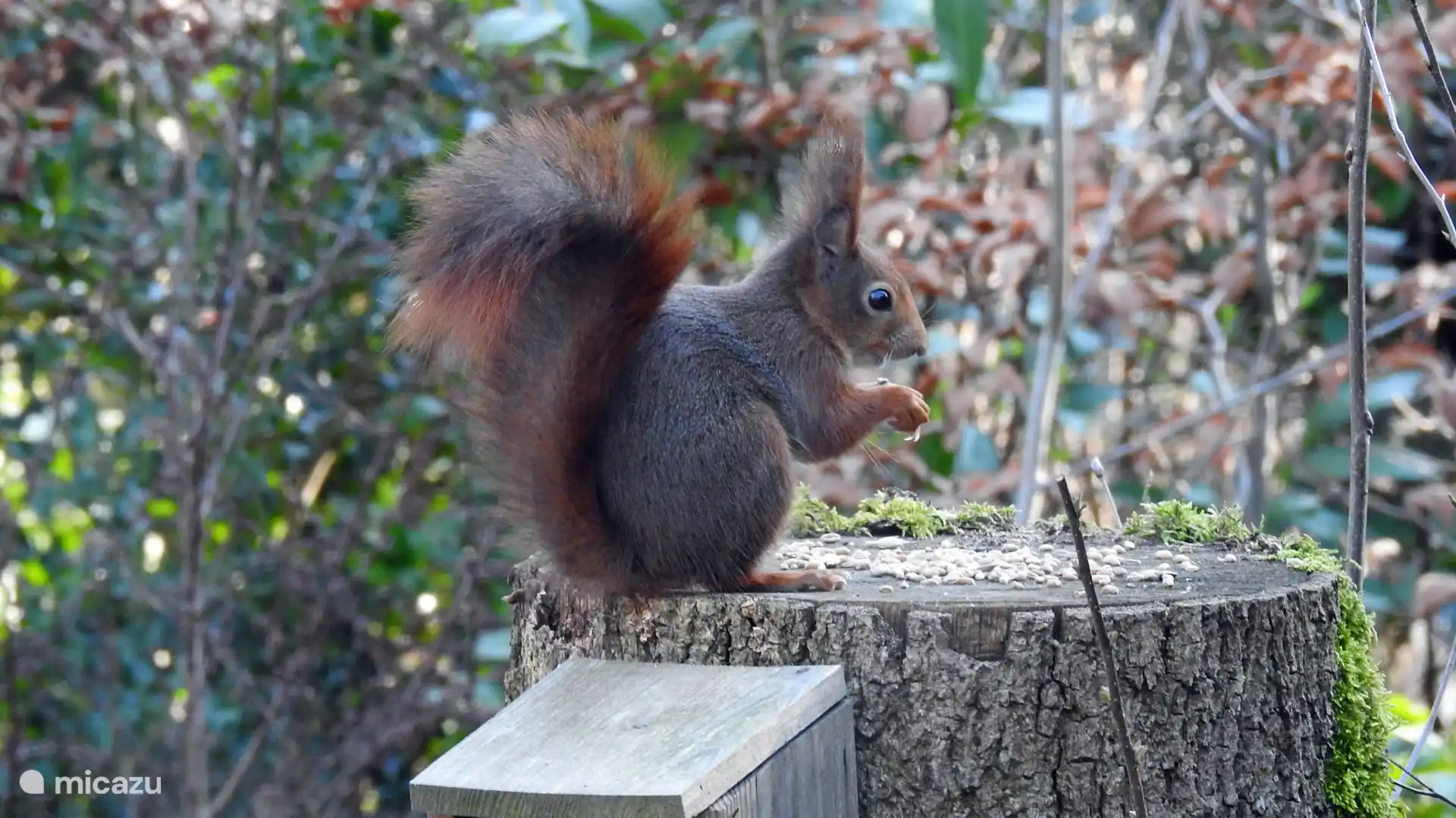Das Haushörnchen, das regelmäßig vorbeikommt, um einen Blick darauf zu werfen.