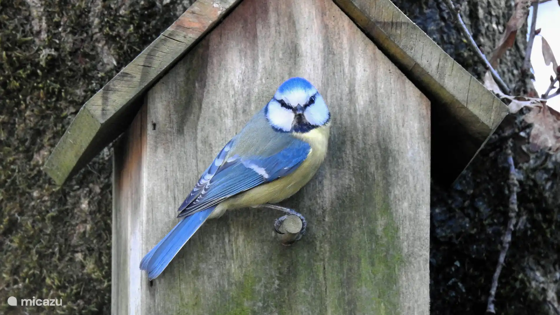 Und das ist Mr. Pim-Pelmees.