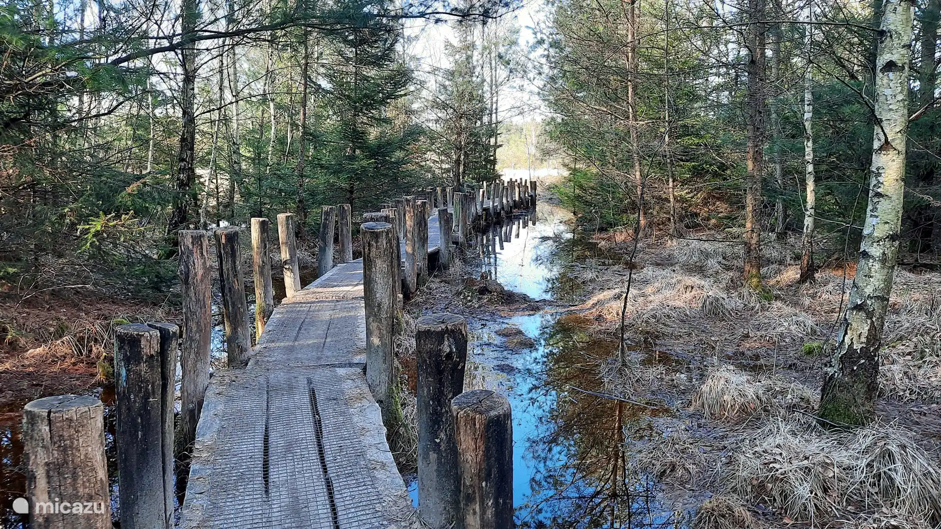 Plank Path (zeitiger Frühling)
