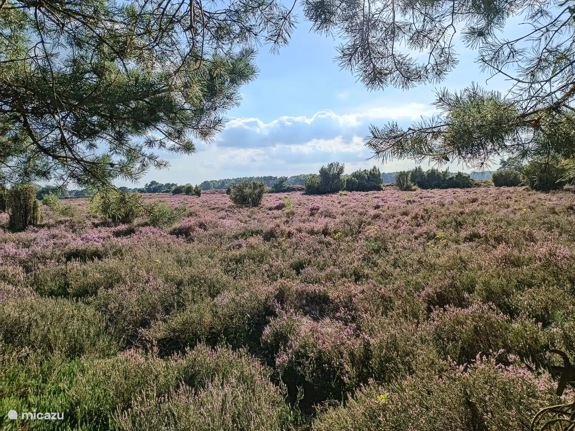 Blühendes Heidekraut.