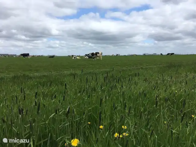 H@tsummers en Países Bajos, Frise, Dronrijp - chalet