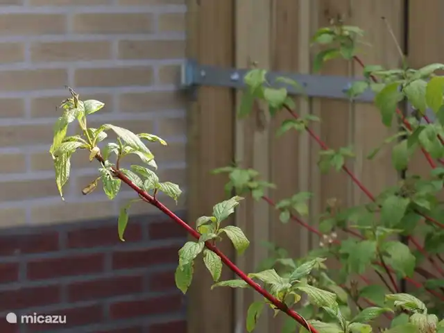 Huinerhofje 2; rust, privacy, natuur huren in Nederland, Gelderland, Putten - vakantiehuis