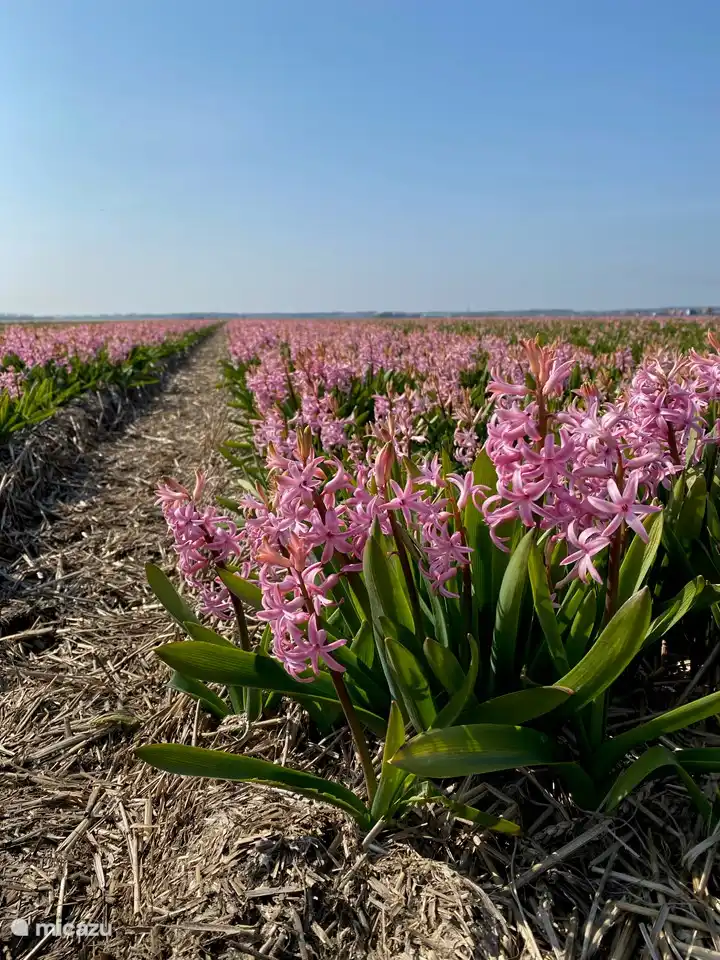 Champs de bulbes à fleurs