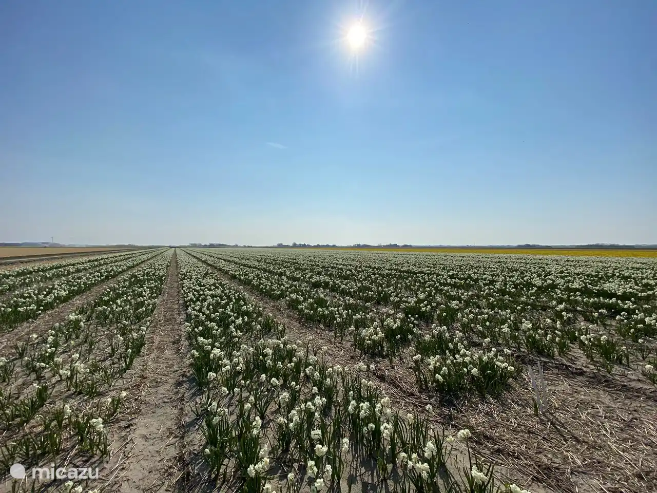 Champs de bulbes à fleurs dans la région.