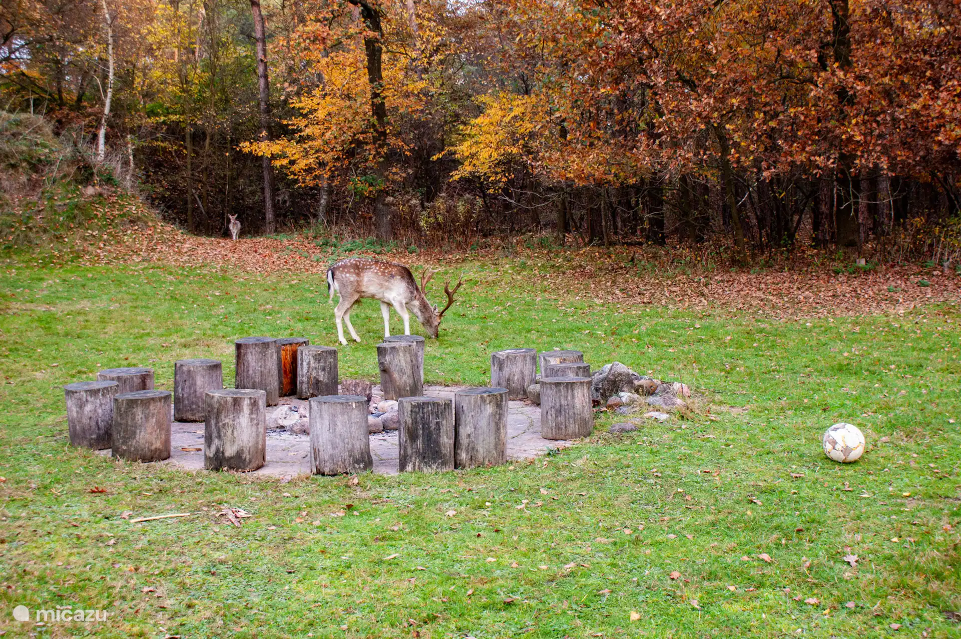 Los ciervos deambulan libremente por aquí, les encanta que les alimenten