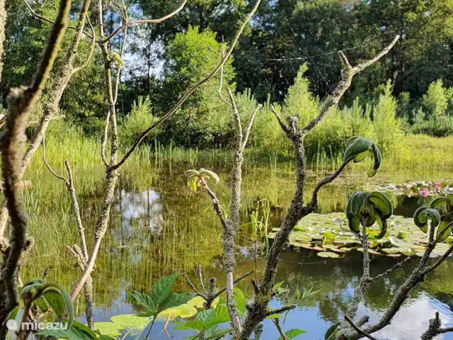 Acuadomo en Países Bajos, Güeldres, Zelhem - casa vacacional naturaleza