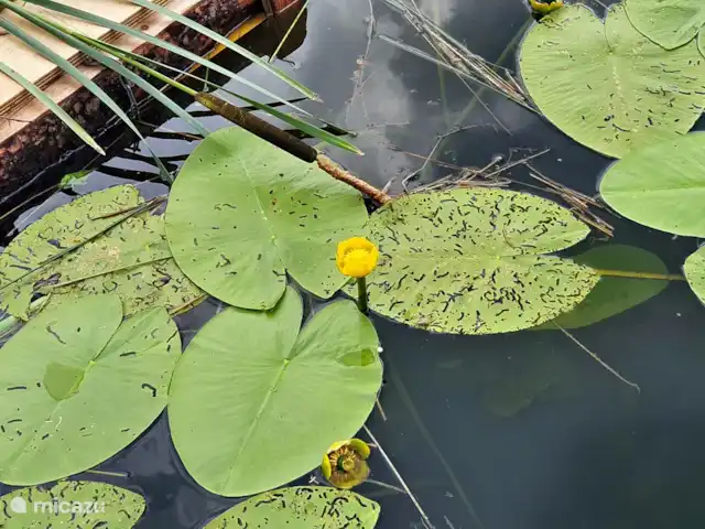 Acuadomo en Países Bajos, Güeldres, Zelhem - casa vacacional estanque natural