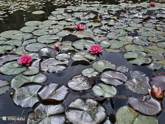 Acuadomo en Países Bajos, Güeldres, Zelhem - casa vacacional estanque natural