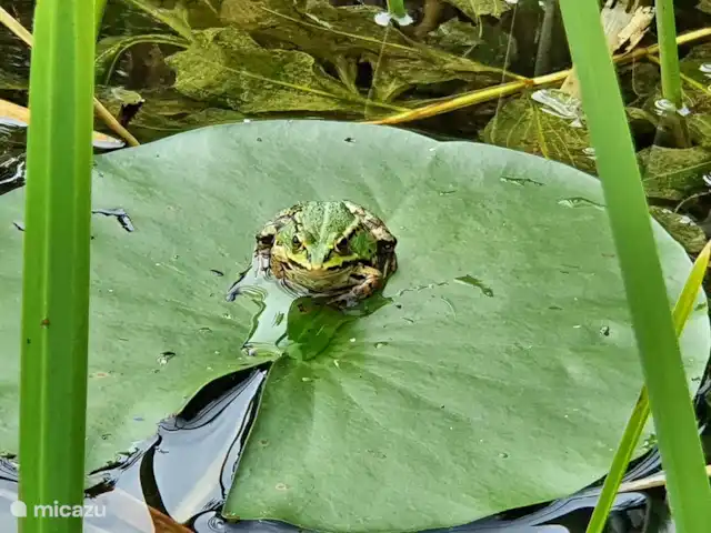 Acuadomo en Países Bajos, Güeldres, Zelhem - casa vacacional estanque natural