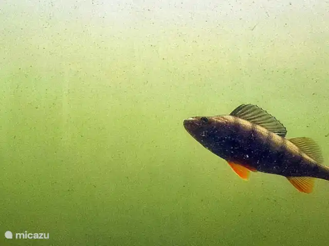 Acuadomo en Países Bajos, Güeldres, Zelhem - casa vacacional experiencia submarina