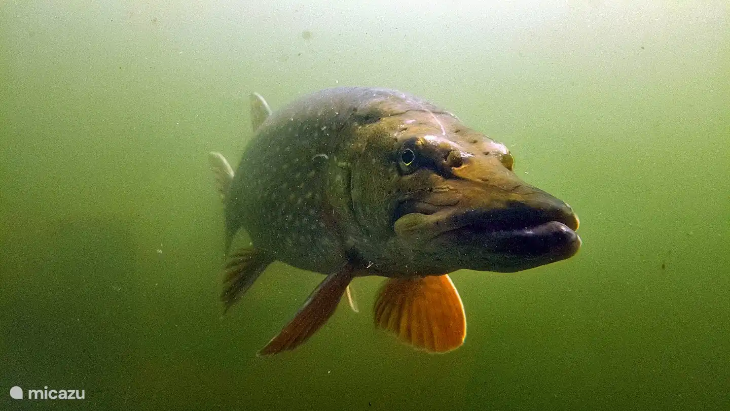 Experiencia submarina