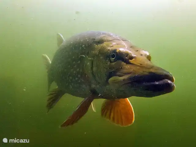Acuadomo en Países Bajos, Güeldres, Zelhem - casa vacacional experiencia submarina