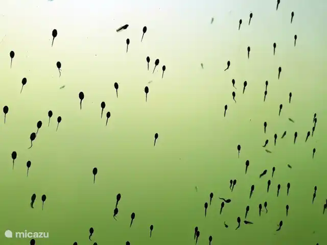 Acuadomo en Países Bajos, Güeldres, Zelhem - casa vacacional