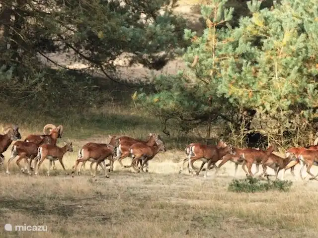 Bosboerderij de Veluwe | Pays-Bas, Gueldre, Lunteren - maison de vacances Bouquet