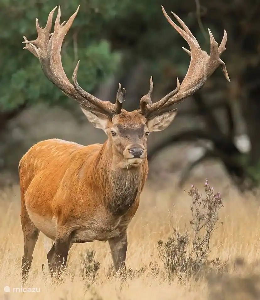 Hirsche auf der Veluwe