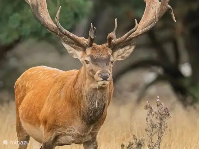 Bosboerderij de Veluwe | Pays-Bas, Gueldre, Lunteren - maison de vacances Cerf sur la Veluwe