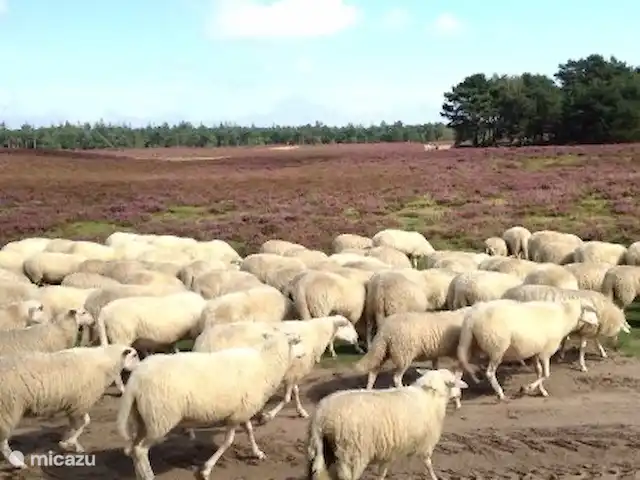 Bosboerderij de Veluwe | Pays-Bas, Gueldre, Lunteren - maison de vacances Moutons sur la lande de Ginkel