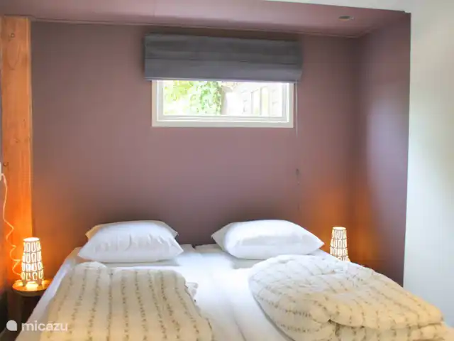 pinzón dorado en Países Bajos, Holanda del Norte, Sint Maartenszee - casa vacacional