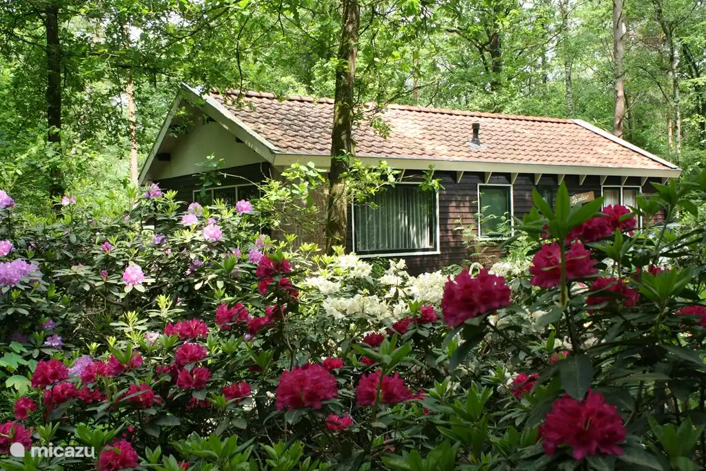 De Hazelaar, Haus Nr. 128 in Niederlande, Gelderland, Ermelo - ferienhaus