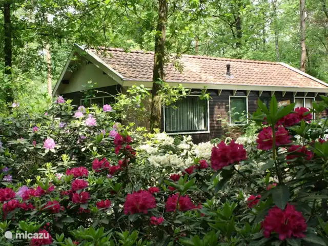 De Hazelaar, maison n° 128 | Pays-Bas, Gueldre, Ermelo - maison de vacances De Hazelaar, maison n° 128 | Pays-Bas, Gueldre, Ermelo - maison de vacances