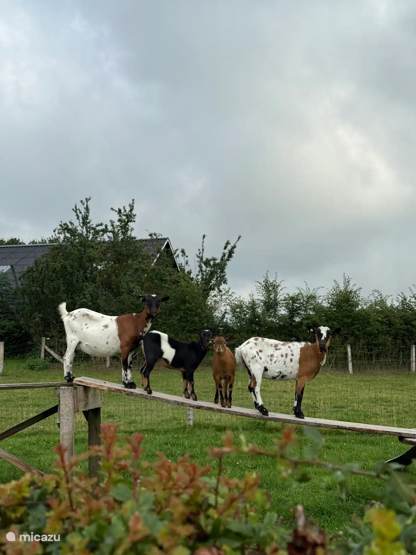 Tiere auf der Tierwiese 
