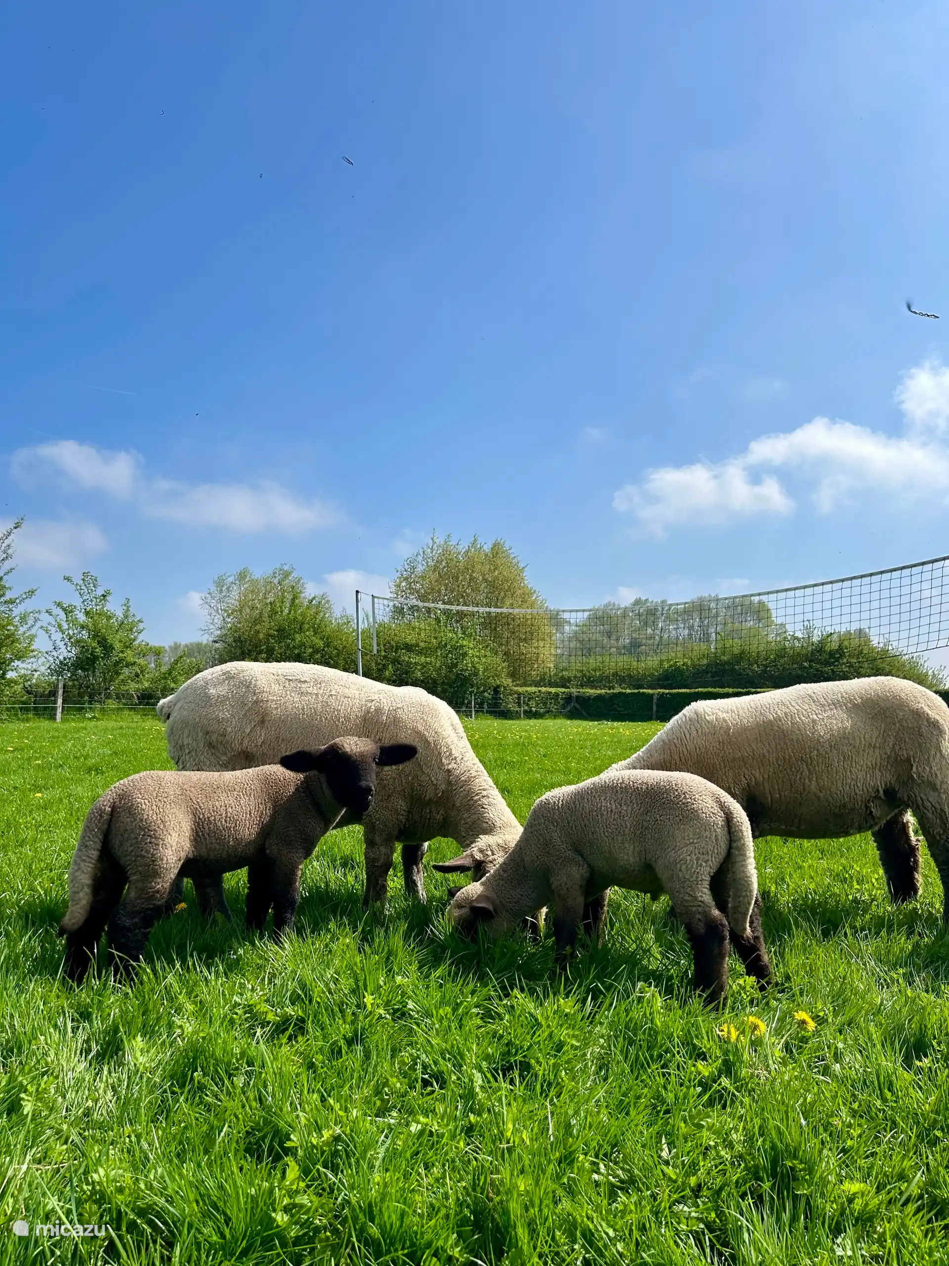 Tiere auf der Tierwiese 
