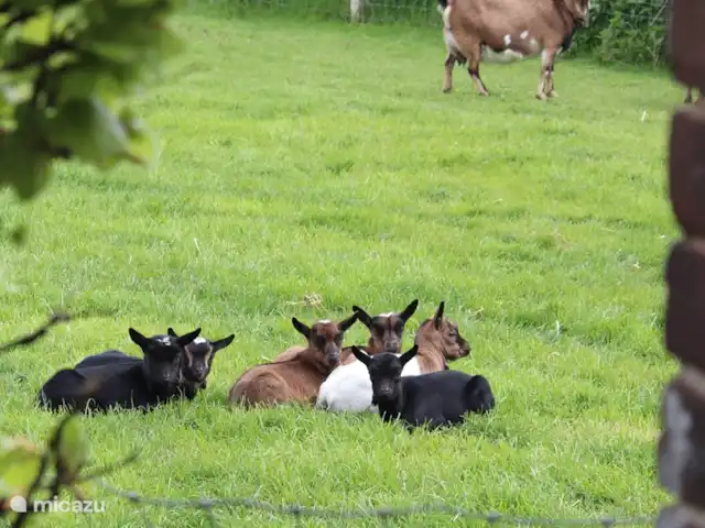 Granja de vacaciones De Steeg en Países Bajos, Güeldres, De Steeg - casa de campo Los niños nacen de nuevo!!