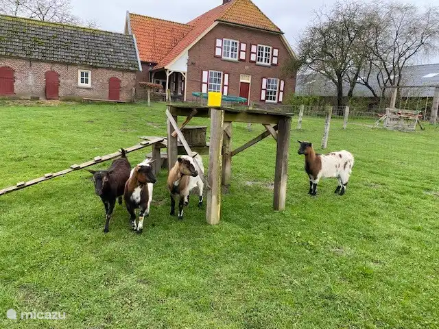 Granja de vacaciones De Steeg en Países Bajos, Güeldres, De Steeg - casa de campo Frente