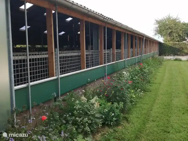 Granja de vacaciones De Steeg en Países Bajos, Güeldres, De Steeg - casa de campo Puede admirar nuestras vacas desde el patio de la granja de vacaciones.