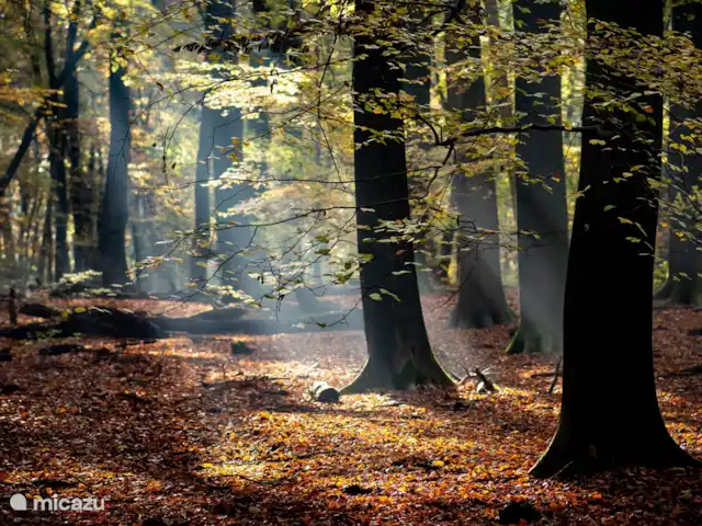Granja de vacaciones De Steeg en Países Bajos, Güeldres, De Steeg - casa de campo El Posbank se encuentra a 10 minutos en bicicleta del agroturismo.