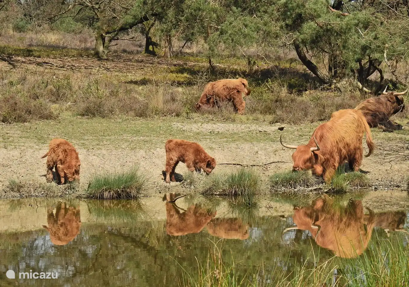 Schottische Highlander auf der Posbank. *Foto: Hannie Wijers 