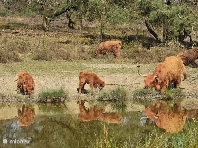 Granja de vacaciones De Steeg en Países Bajos, Güeldres, De Steeg - casa de campo Highlanders escoceses en el Posbank. * foto: Hannie Wijers