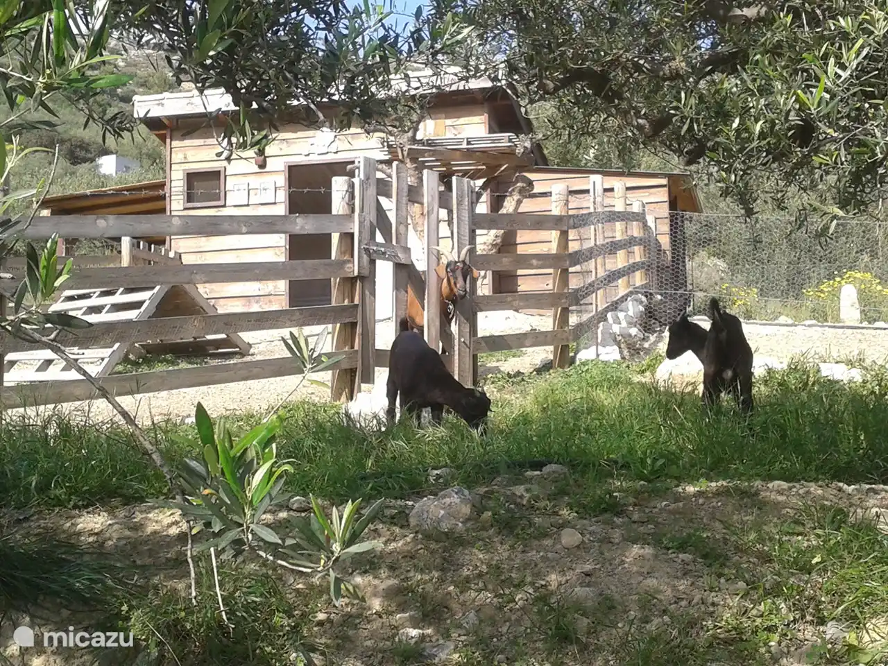 Wir haben bei Kalyvitis Ziegen für unseren Käse und Hühner für die Eier.