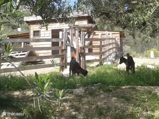 Location de Vacances Grèce, Crète, Koutsouras, gîte / cottage - Kalyvitis Cottage dans l’oliveraie 2 Nous avons des chèvres chez Kalyvitis pour notre fromage et des poules pour les œufs.