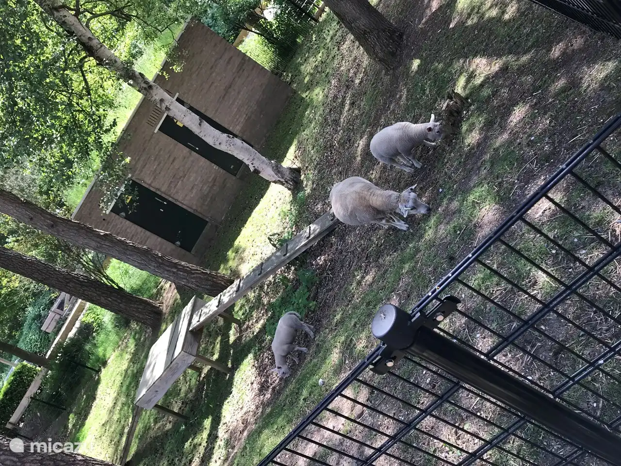 Kinderboerderij op het park