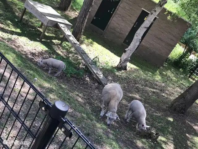 Vue forêt 2 | Pays-Bas, Drenthe, Diever - chalet Zoo pour enfants dans le parc
