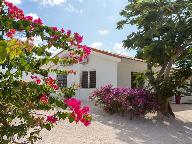 Sports nautiques, Curaçao, Banda Abou (ouest), Big Mountain, maison de vacances Casa Kiki, piscine privée et jardin