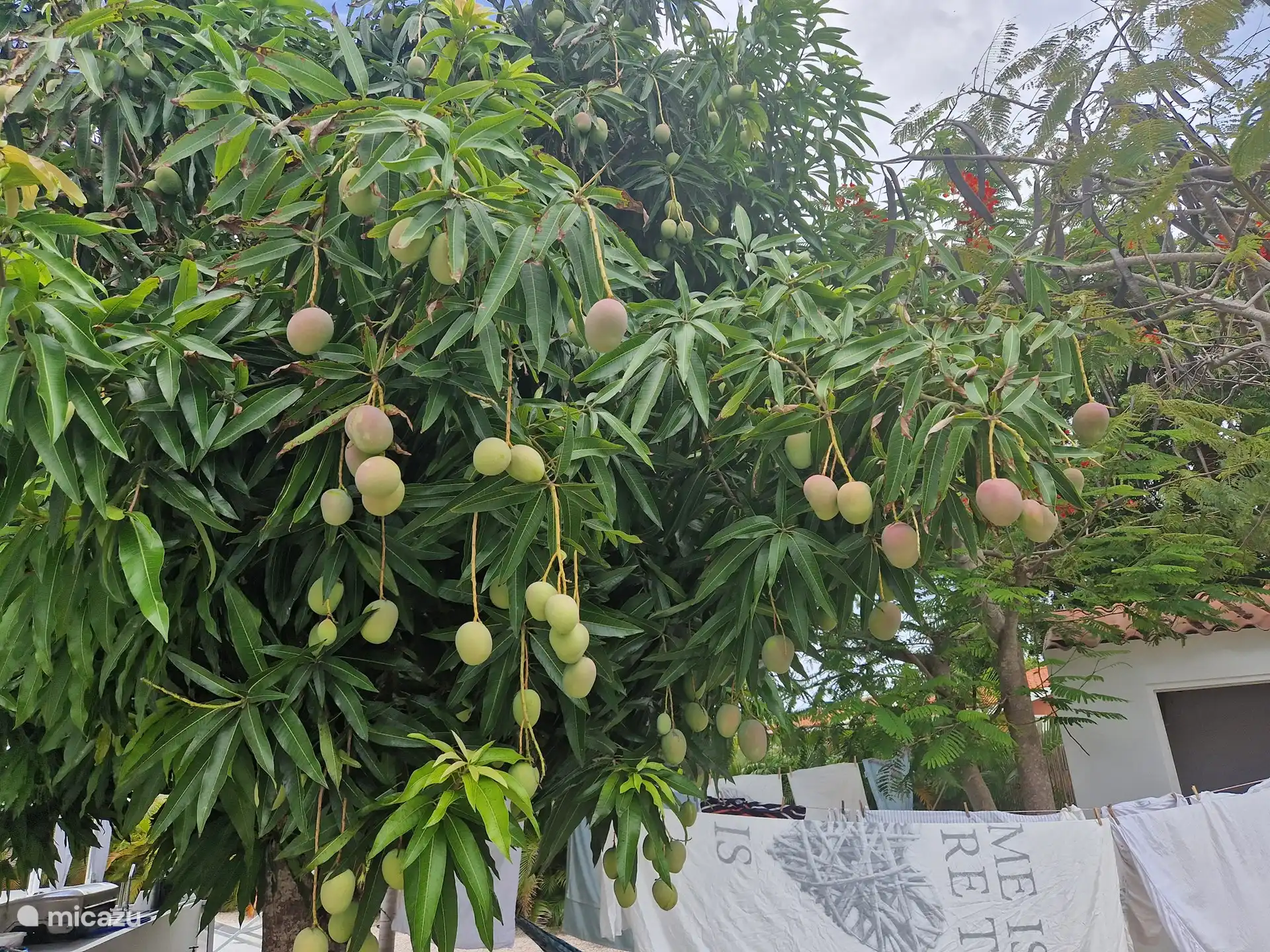 Köstliche frische Mangos, wenn Sie im Sommer buchen!