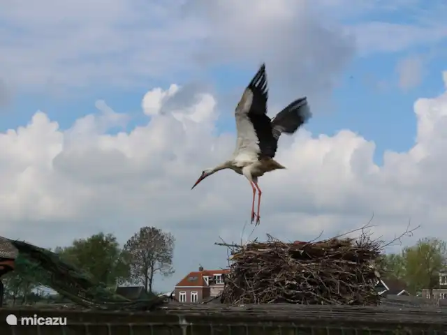 vakantiehuis huren in Nederland, Friesland, Sint Nicolaasga – De Zonnewijzer Terkaple, Ooievaarsdorp