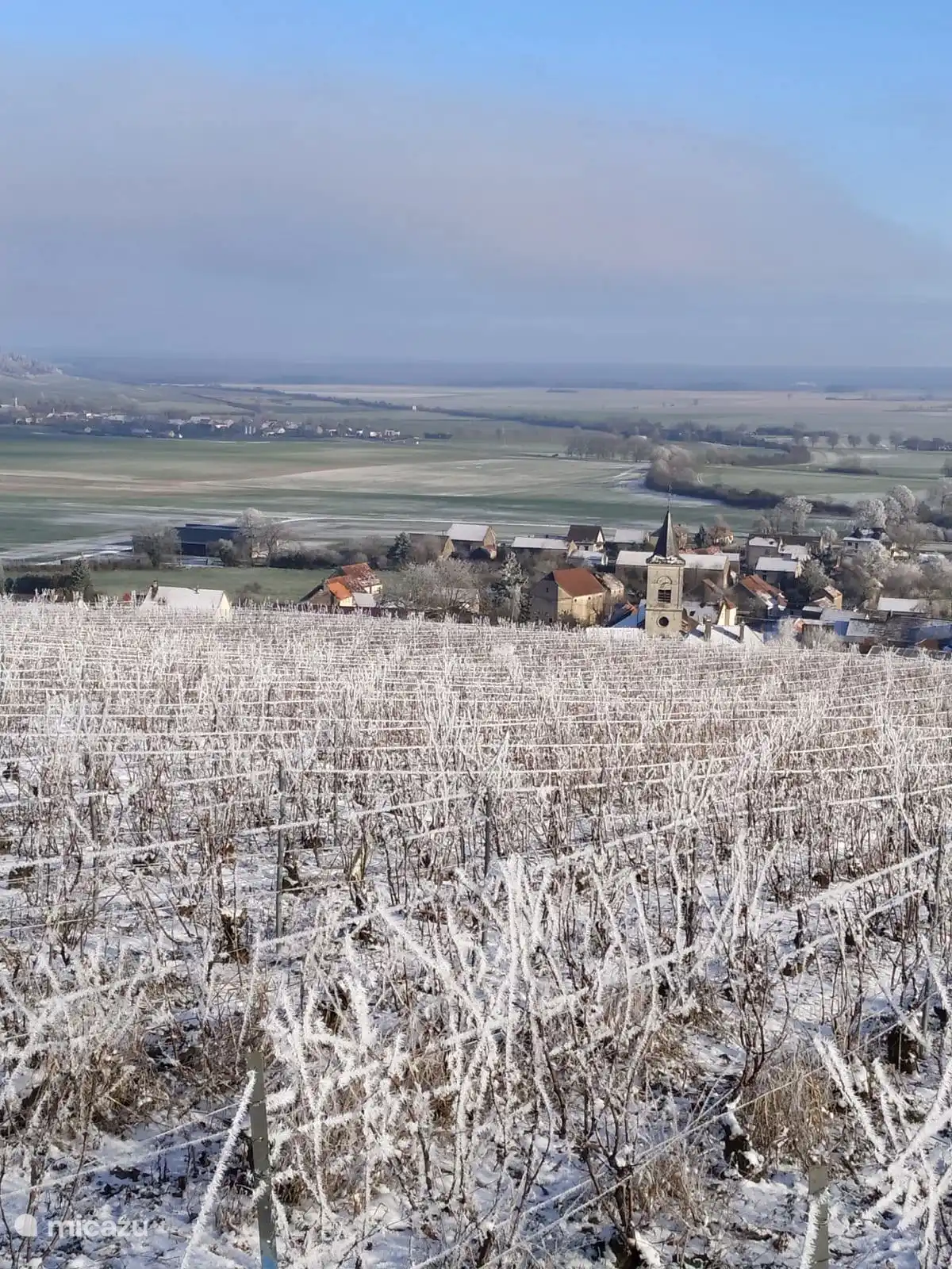 Wijnranken in de sneeuw , grenzend aan ons huis.