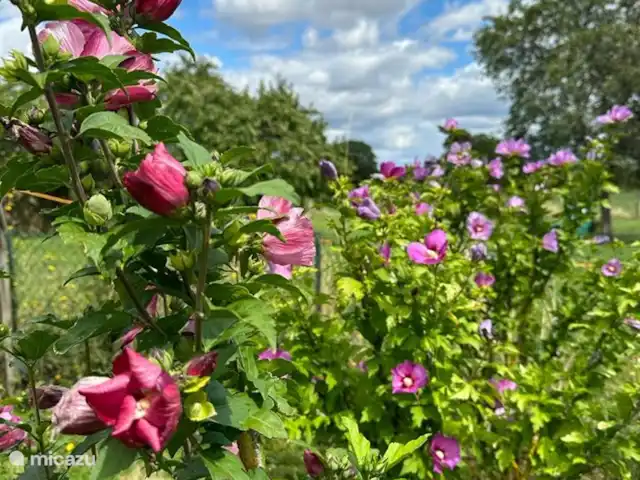 Le Tilleul | France, Côte-d'Or, Bissey-la-Côte - maison de vacances L'hibiscus en fleur