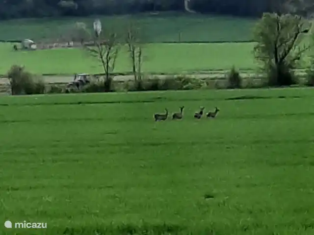 Le Tilleul | France, Côte-d'Or, Bissey-la-Côte - maison de vacances Observation de la faune à la tombée de la nuit