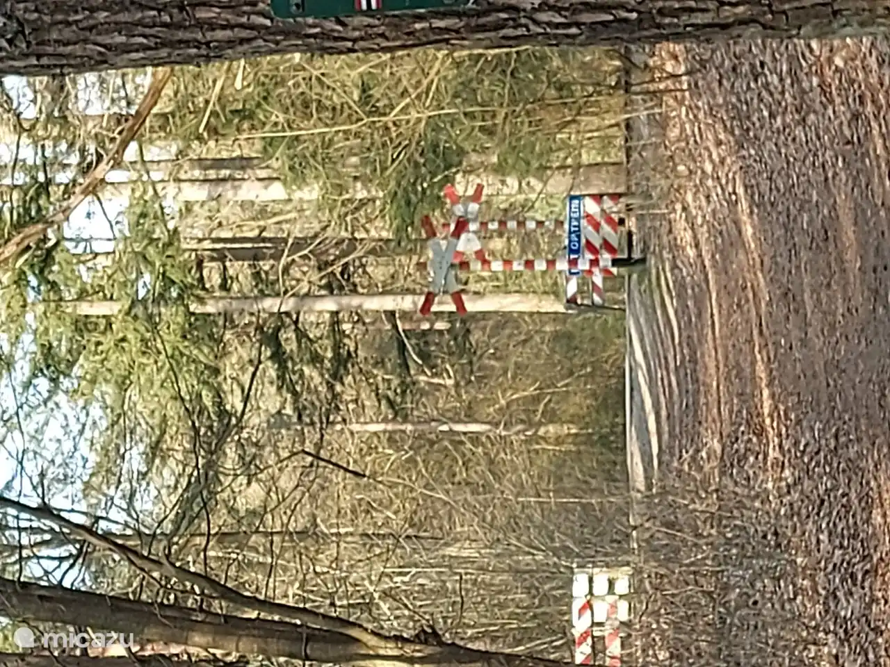 El tren de vapor atraviesa el bosque