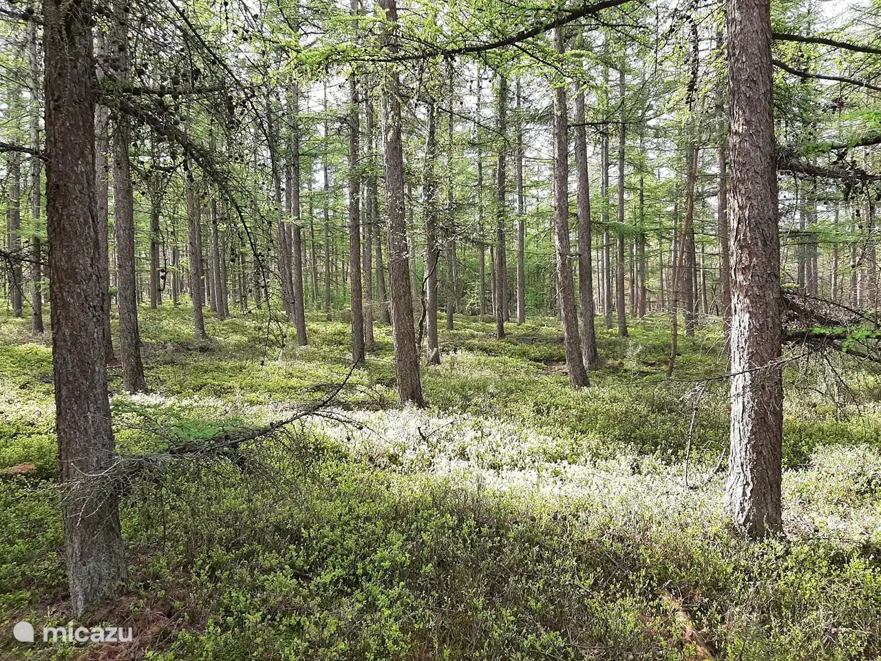 El bosque en el patio trasero