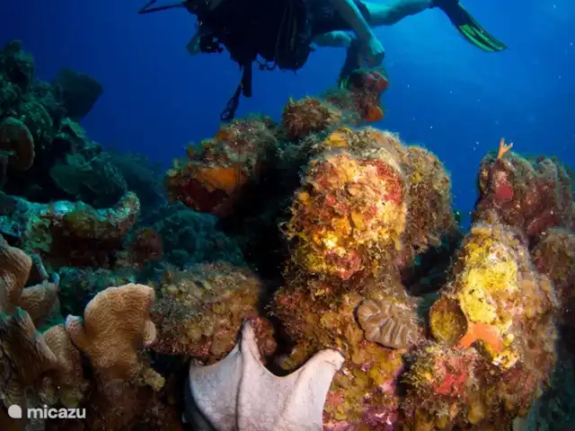 BlueBay Garden à la plage et à la piscine | Curaçao, Curaçao-Centre, Blue Bay - maison de vacances Parfois, vous voyez une pieuvre en faisant du snorkeling ou de la plongée. Dans ce cas, celui qui s'est fait grand.