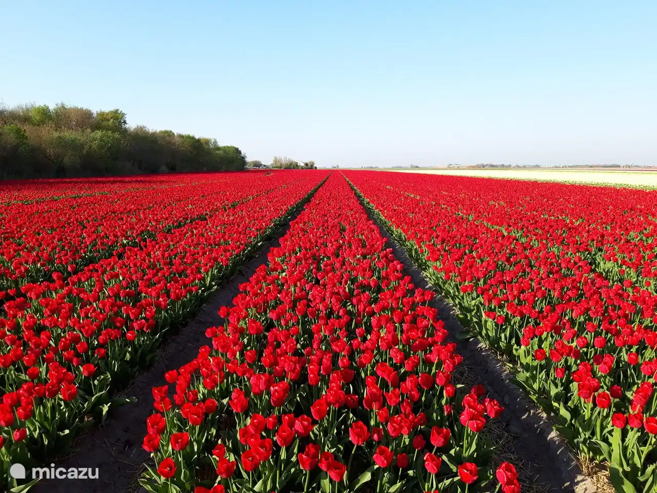 De beaux champs de tulipes au printemps !